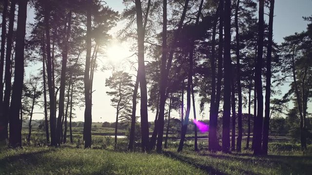 Sunset in the forest - summer time
