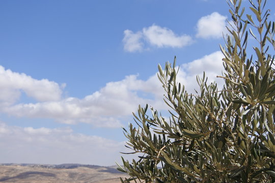 Olivenbaum am Berg Nebo in der jordanische Wüste