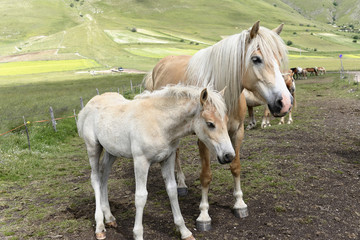 Haflinger Pferde und Andere, Ebene Piano Grande, Monte Sibillini Nationalpark, Apennin, Marken, Italien, Europa 