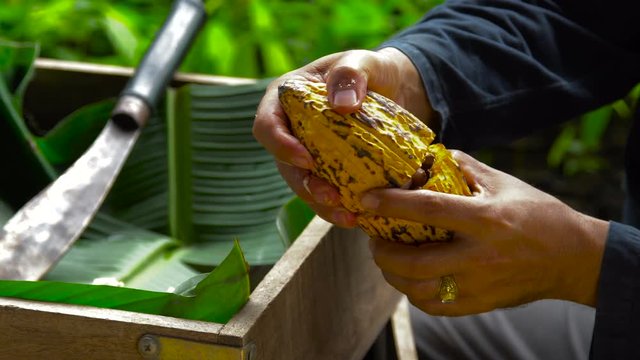 Cocoa beans and cocoa pod on a wooden surface.