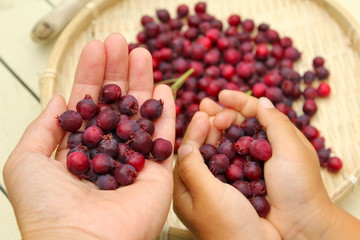 ジューンベリー収穫