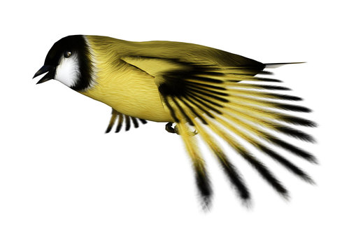 3D Rendering Songbird Goldflinch on White
