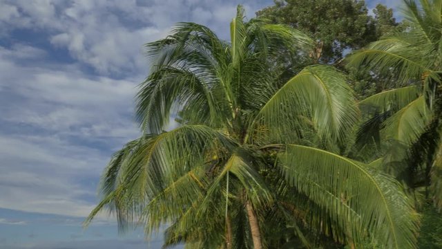 Beautiful Palms in Costa Rica, Native Version