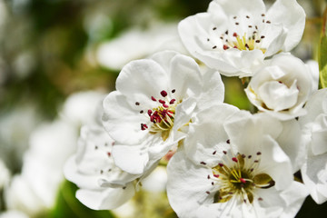 White pear tree blossoms. Closeup of beautiful white flowers with red stamens, petals. Macro. Texture. Detail.