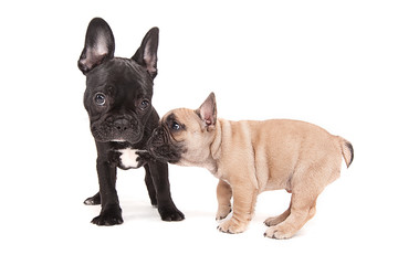 French bulldogs isolated over white background