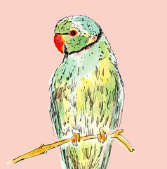 Parrot
