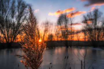  115/5000 Sunset at a small pond with focus on the blossom of the reed. Concept: Landscape or Sunset / Sunrise