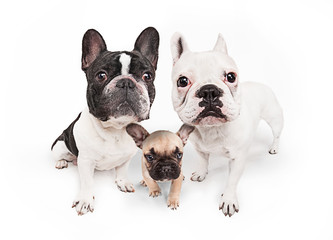 French bulldogs isolated over white background