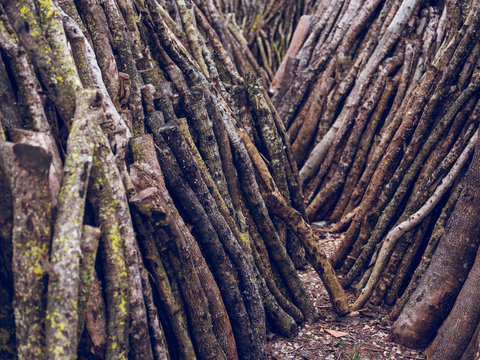 Wooden branches leaned on wall