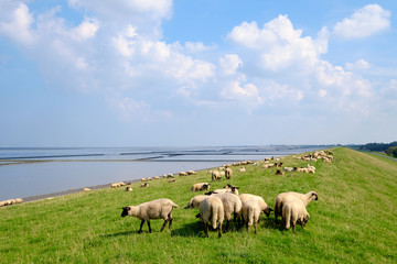 Obraz premium Owce na grobli