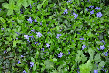 Ukrainian folk flower periwinkle light purple with clear green petals style 2