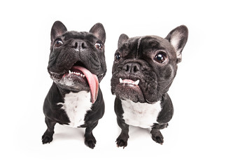 French bulldogs isolated over white background