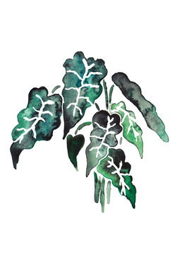 Plant 07