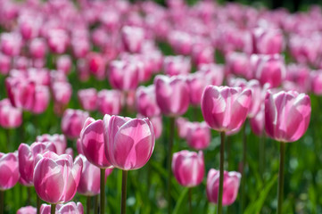 Obraz premium Colorful tulips. Beautiful spring background