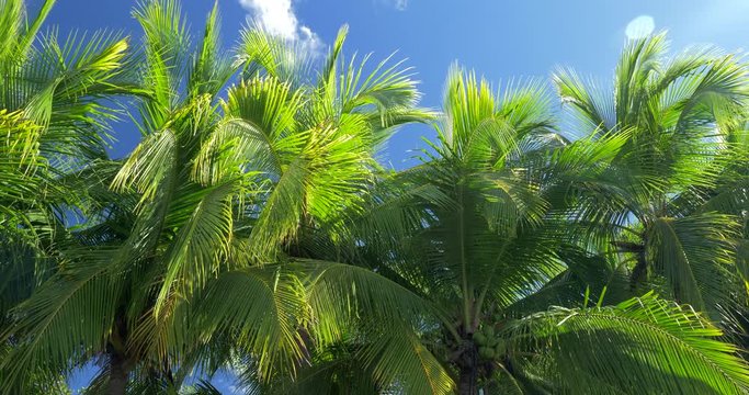 Beautiful Palms in Costa Rica, Native Version