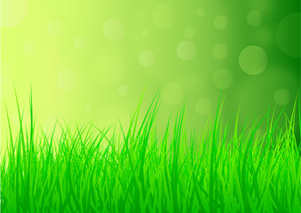 lush green natural summer or spring background with grass and glistening light
