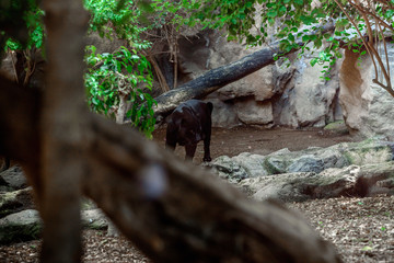 Male Black jaguar. Captive animal.