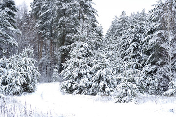 Spruce trees covered with snow. Background.