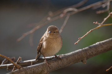 house sparrow female resting on a twig looking at the camera