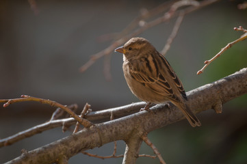 house sparrow female resting on a twig