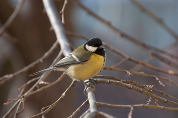 lonely Great Tit looking at the camera, resting on a twig