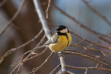 curious Great Tit looking at the camera