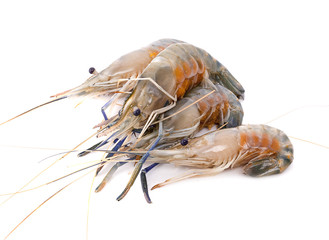 Fresh shrimp isolated on white background. This has clipping path.