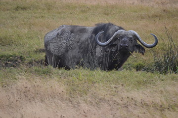 Obraz premium Buffle dans le cratère du Ngorongoro