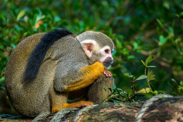 Cute squirrel monkey