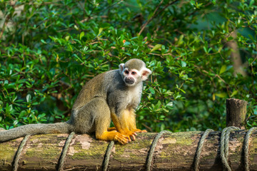 Cute squirrel monkey