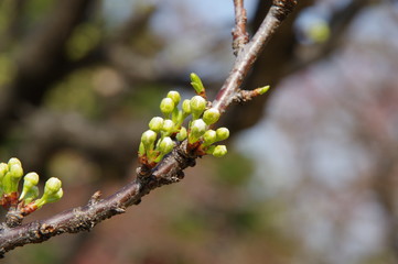 小さな蕾