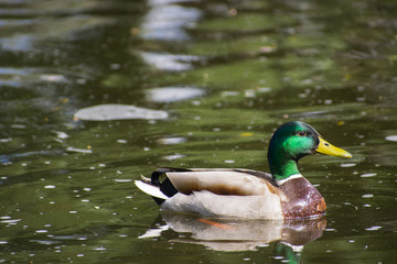 Obraz premium Duck at the park of the city of Olbia - Sardinia