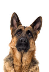 portrait of a German shepherd dog on a white background isolated