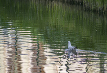Duck at the park of the city of Olbia - Sardinia