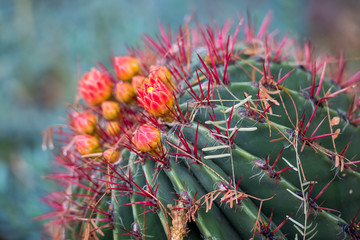 Blooming Cactus