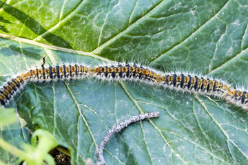 Processionary caterpillars