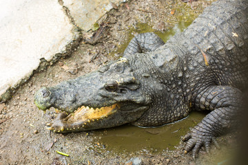 Crocodile