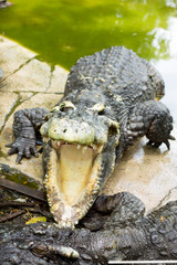 Naklejka premium Crocodile