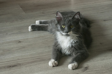 Obraz premium Young gray female cat lying on wooden floor