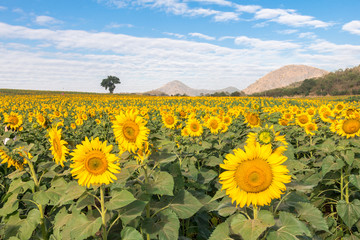 The beautiful sunflower field.