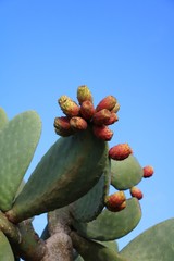 Opuntia ficus indica at Golden Bay in Malta