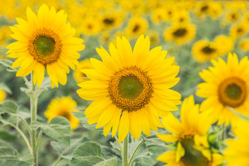 The beautiful sunflower field.