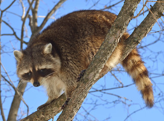 Funny Raccoon (Procyon lotor) looks around, sitting high on tree