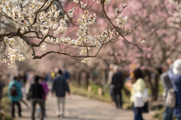 Fototapeta premium 梅園
