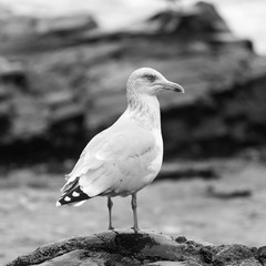 Seagull on the rocks