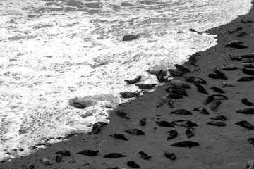 Seals on the beach