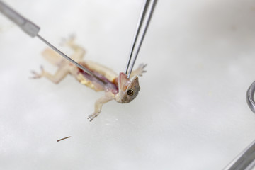 Finding parasites in samples animals for education in laboratory.