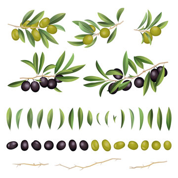 Green and black olives with leaves and branch collection. Vector illustration