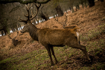 Deer in the park