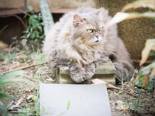 side view from beauty female gray persian cat with long hair sit in garden with soft focus background